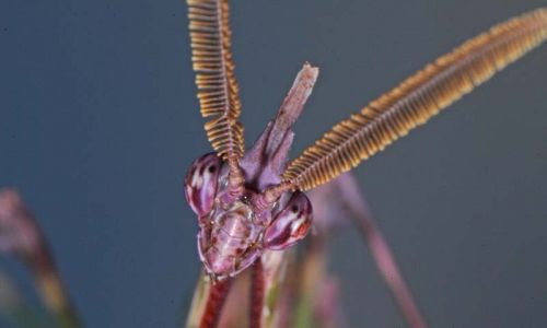 Fangschrecke (Empusa pennata) 13 Foto W. Willner