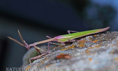 Fangschrecke (Empusa pennata) 4 Foto W. Willner