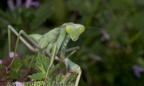 Fangschrecke (Iris oratoria) 40 Foto W. Willner