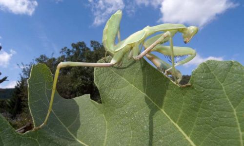 Fangschrecke (Iris oratoria) 8 Foto W. Willner
