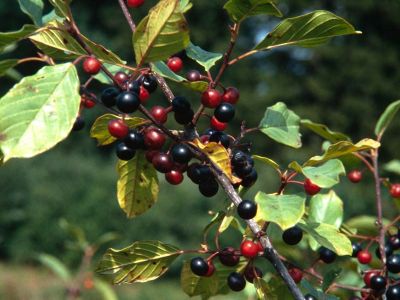 Faulbaum Frangula alnus Foto W. Willner-3