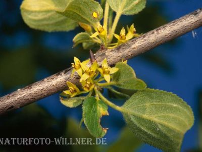 Faulbaum Frangula alnus Foto W. Willner-4