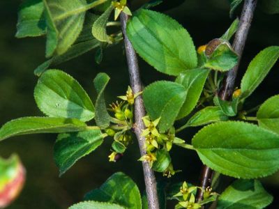 Faulbaum Frangula alnus Foto W. Willner-6