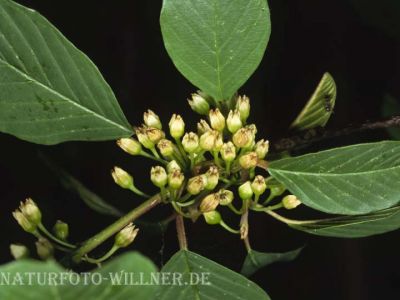 Faulbaum (Frangula alnus) Foto W. Willner-6