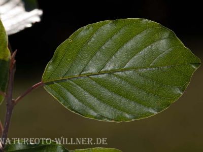Faulbaum (Frangula alnus) Foto Wolfgang Willner Naturfoto-3-2
