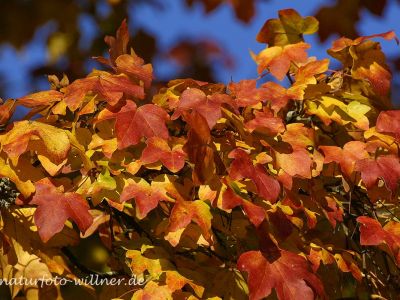 Feldahorn Herbstfärbung (Acer campestre)