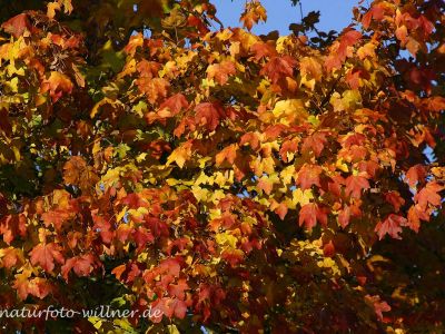 Feldahorn Herbstfärbung (Acer campestre)