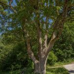 Feld-Ahorn (Acer campestre) Foto W. Willner IMG_9517