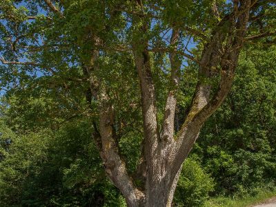 Feld-Ahorn (Acer campestre) Foto W. Willner IMG_9517