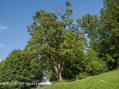 Feld-Ahorn (Acer campestre) Foto W. Willner IMG_9518