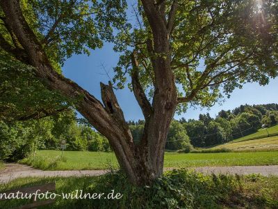 Feld-Ahorn (Acer campestre) Foto W. Willner IMG_9526