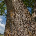 Feld-Ahorn (Acer campestre) Foto W. Willner IMG_9534