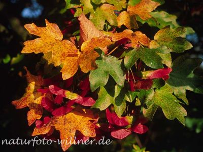 Feld-Ahorn (Acer campestre) Foto W. Willner12