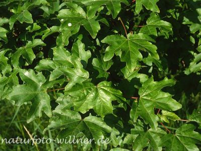 Feld-Ahorn (Acer campestre) Foto W. Willner15