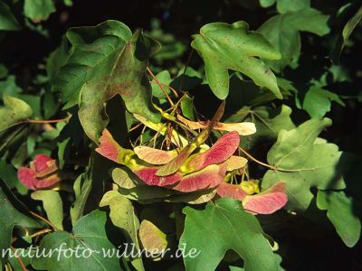 Feld-Ahorn (Acer campestre) Foto W. Willner21