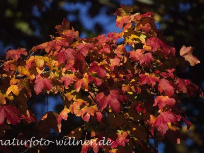 Feld-Ahorn (Acer campestre) Foto W. Willner9
