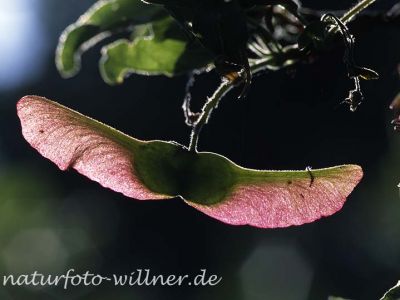 Feld-Ahorn (Acer campestre)