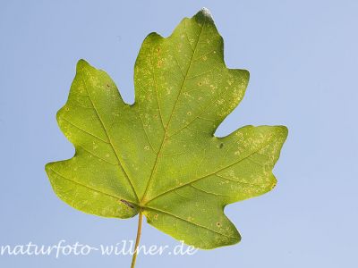 Feldahorn Acer campestre Foto Wolfgang Willner Naturfoto-7