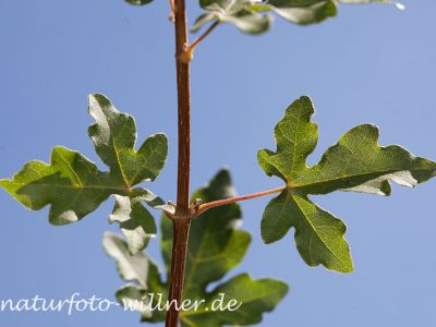 Feldahorn Acer campestre Foto Wolfgang Willner Naturfoto