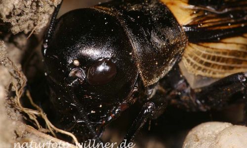 Feldgrille (Gryllus campestris)
