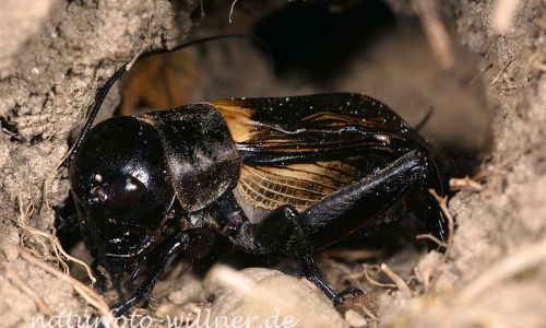 Feldgrille (Gryllus campestris)