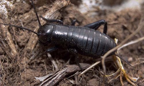 Feldgrille (Grillus campestris) Foto W. Willner-14
