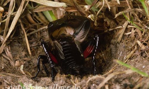 Feldgrille (Grillus campestris) Foto W. Willner-15
