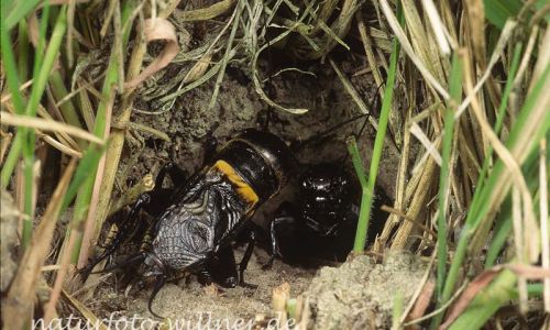 Feldgrille (Grillus campestris) Foto W. Willner-16