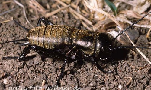 Feldgrille (Grillus campestris) Foto W. Willner-17