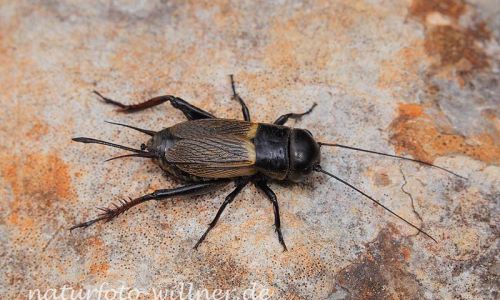 Feldgrille (Grillus campestris) Foto W. Willner-2