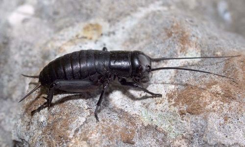 Feldgrille (Grillus campestris) Foto W. Willner-8