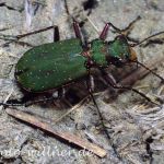 Feldsandlaufkäfer 2 Foto W. Willner