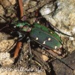 Feldsandlaufkäfer 4 Foto W. Willner