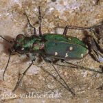 Feldsandlaufkäfer 6 Foto W. Willner