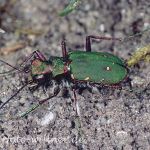 Feldsandlaufkäfer 9 Foto W. Willner