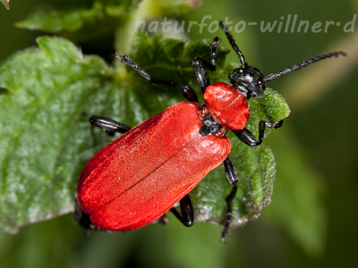 Feuerkäfer (Pyrochroa coccinea) Naturfoto Willner Naturfoto Willner