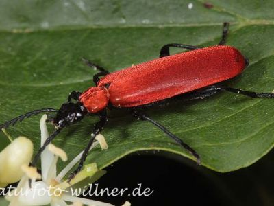 Feuerkäfer (Pyrochroa coccinea) Foto W. Willner-3