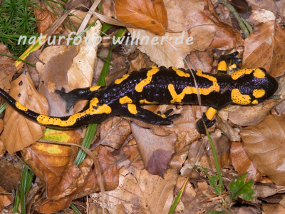 Feuersalamander 29 Foto W. Willner