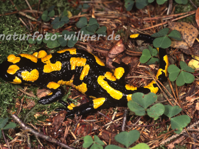 Feuersalamander 45 Foto W. Willner