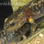 Feuersalamanderlarve 5 Foto W. Willner