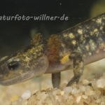 Feuersalamanderlarve 6 Foto W. Willner