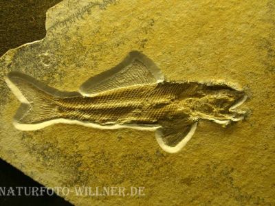 Fisch Sollnhofen 4 Foto W. Willner