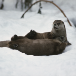 Fischotter 10 Foto W. Willner