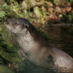 Fischotter 109 Foto W. Willner