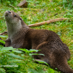 Fischotter 162 Foto W. Willner