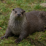 Fischotter 175 Foto W. Willner