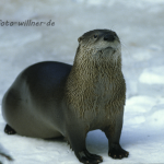 Fischotter 2 Foto W. Willner