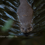 Fischotter 207 Foto W. Willner