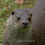 Fischotter 221 Foto W. Willner