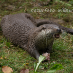 Fischotter 229 Foto W. Willner